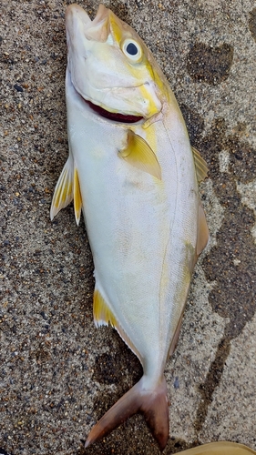 ショゴの釣果