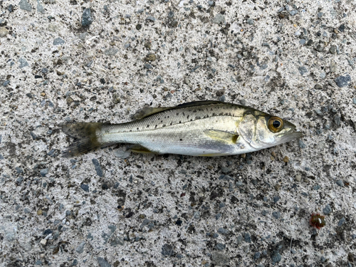 イシモチの釣果