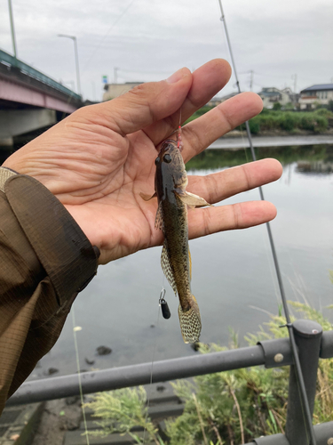 ハゼの釣果