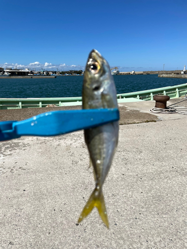 鰺ヶ沢漁港