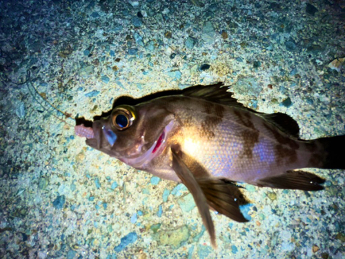 メバルの釣果