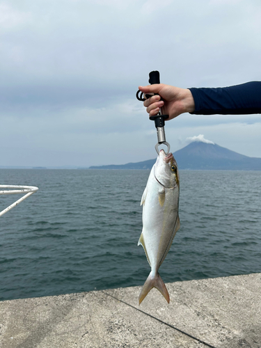 ネリゴの釣果