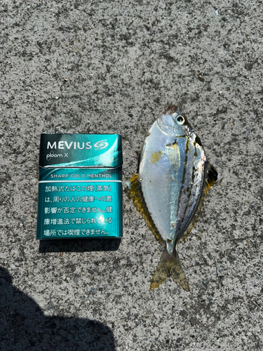 ヒイラギの釣果