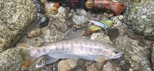 アマゴの釣果