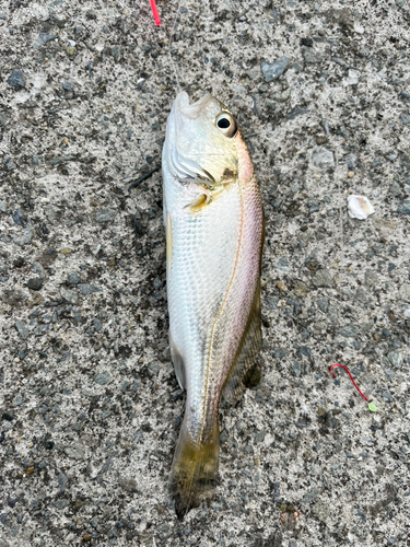 イシモチの釣果