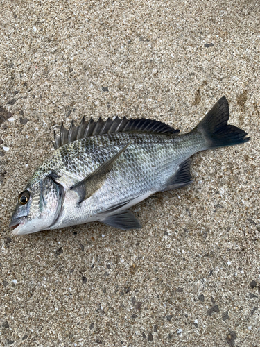 チヌの釣果