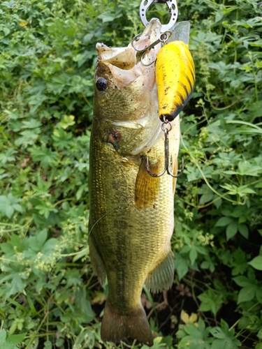 ラージマウスバスの釣果