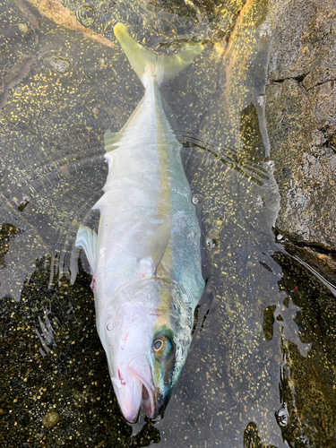 ヒラマサの釣果