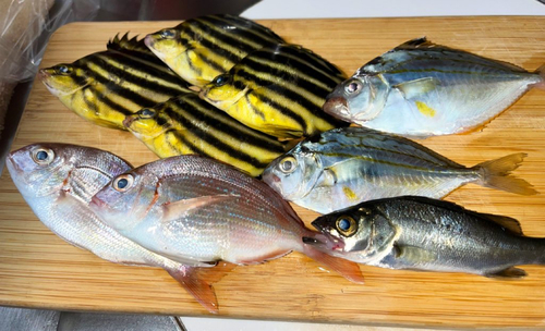 カゴカキダイの釣果