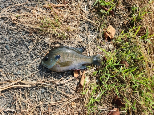 ブルーギルの釣果