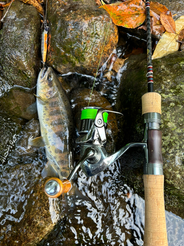 ヤマメの釣果