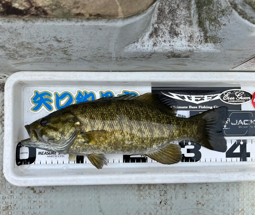 スモールマウスバスの釣果