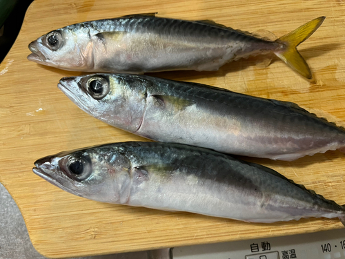 サバの釣果