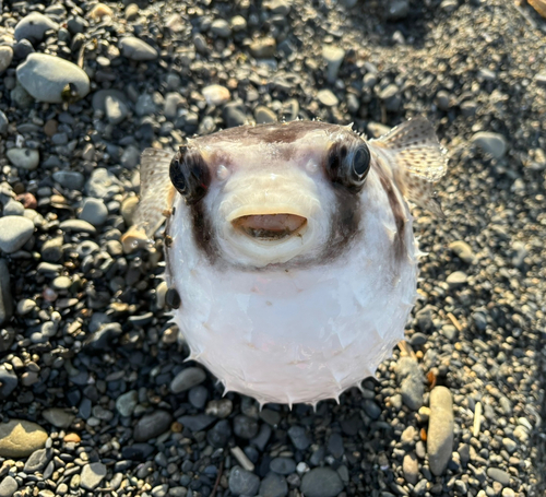 イシガキフグの釣果