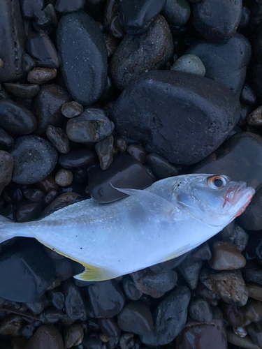 メッキの釣果