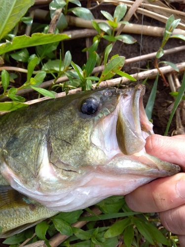 ラージマウスバスの釣果