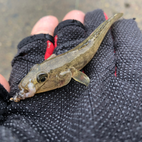 マハゼの釣果