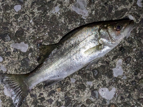 セイゴ（ヒラスズキ）の釣果