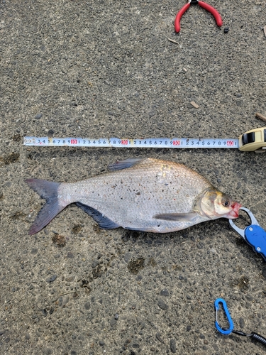 ダントウボウの釣果