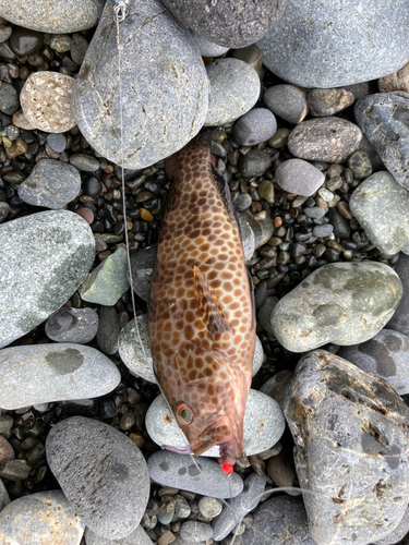 オオモンハタの釣果