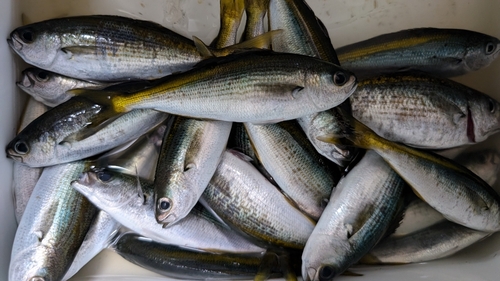 タカベの釣果