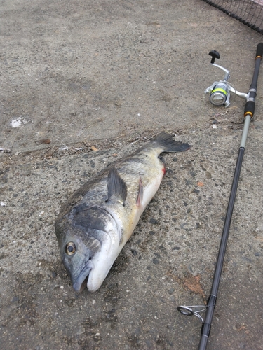 チヌの釣果