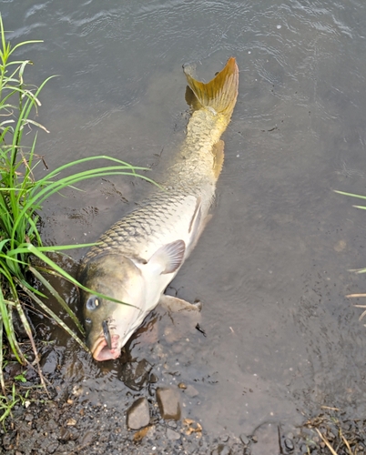 コイの釣果