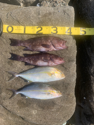 高島飛島磯釣り公園