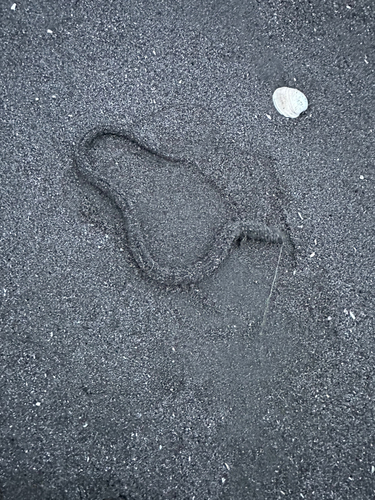 アナゴの釣果