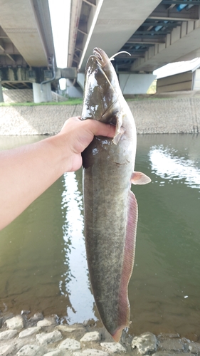 ナマズの釣果