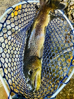 ブラウントラウトの釣果