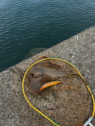 エイの釣果