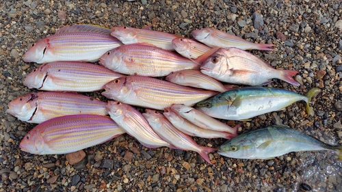 イトヨリダイの釣果