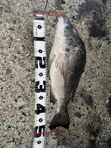 クロダイの釣果