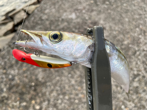 ヤマトカマスの釣果