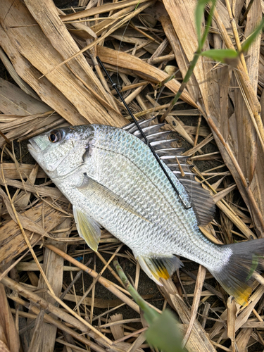 キビレの釣果