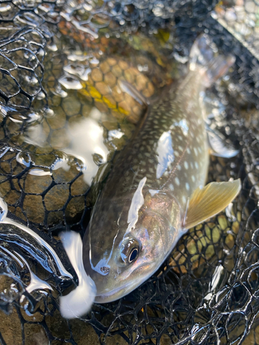 アメマスの釣果