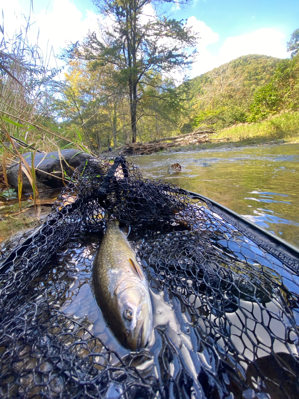 アメマス