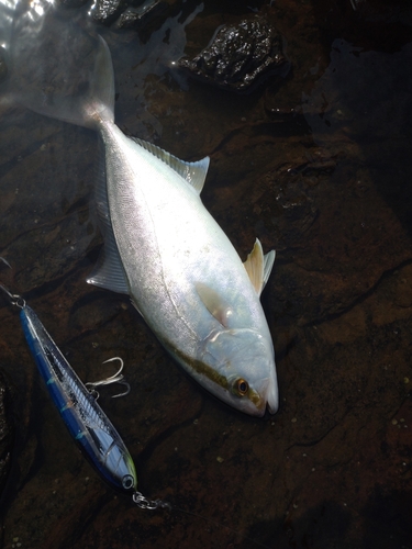 ネイリの釣果