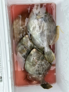 カワハギの釣果