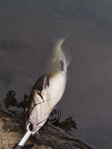 アメリカナマズの釣果