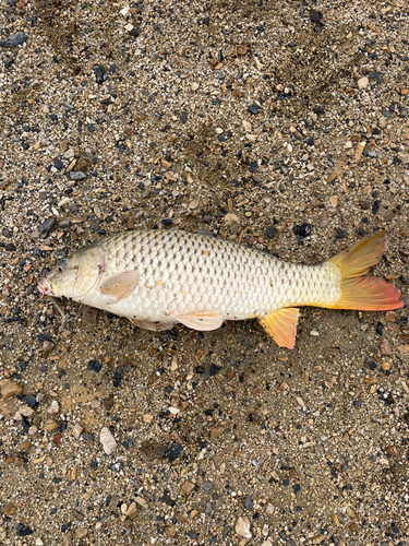 コイの釣果