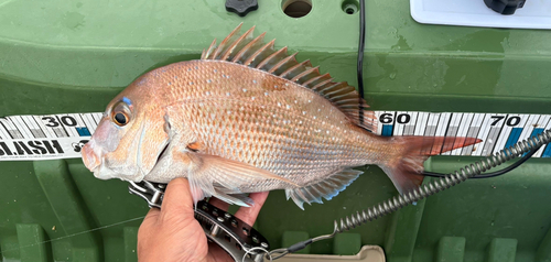 タイの釣果