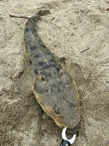 マゴチの釣果