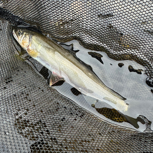 アユの釣果