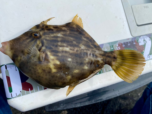 カワハギの釣果