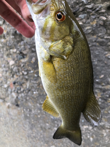 スモールマウスバスの釣果