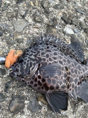 イシガキダイの釣果