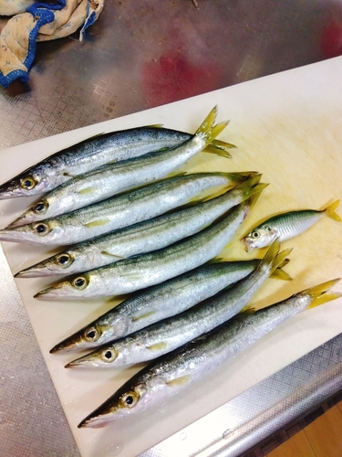 カマスの釣果