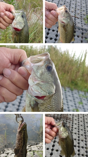 ブラックバスの釣果